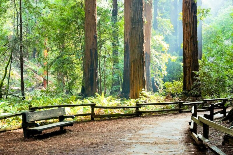From San Francisco: Guided Tour to Muir Woods - The Guide and Review Highlights