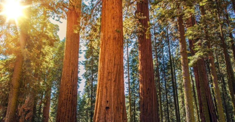 from-san-francisco-guided-tour-to-muir-woods
