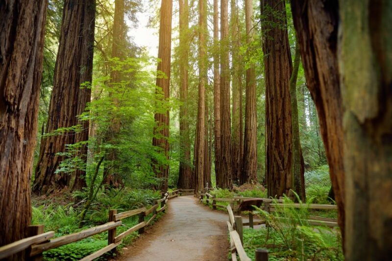 from-san-francisco-guided-tour-to-muir-woods