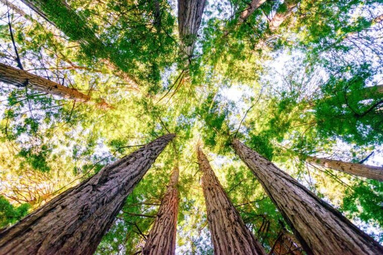 from-san-francisco-guided-tour-to-muir-woods