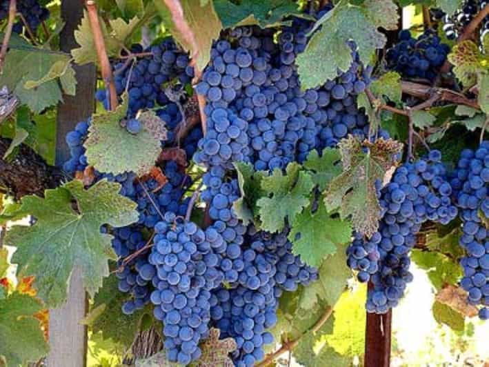 from-san-francisco-healdsburg-wine-tour-and-tasting