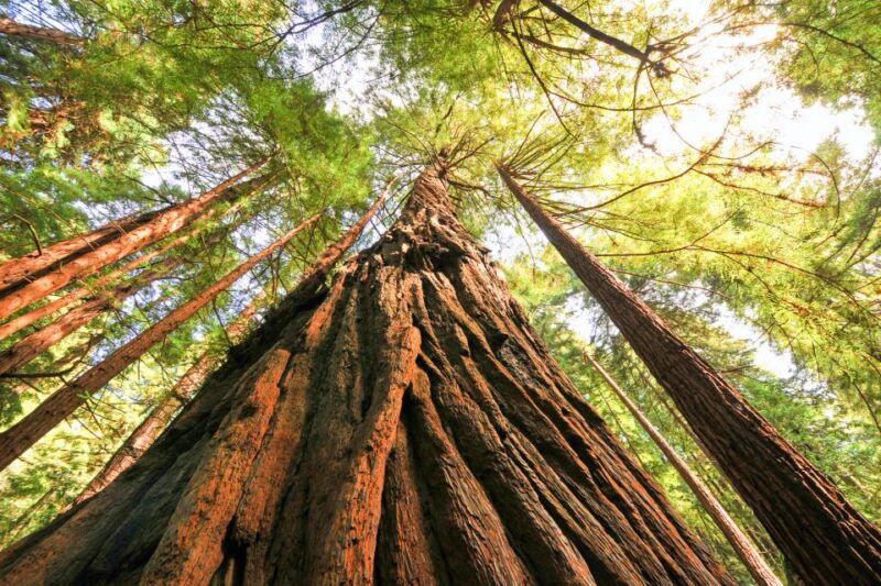 from-san-francisco-muir-woods-and-sausalito-half-day-trip
