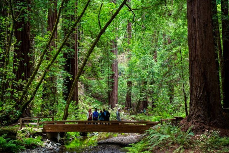 from-san-francisco-muir-woods-redwood-forest-tour