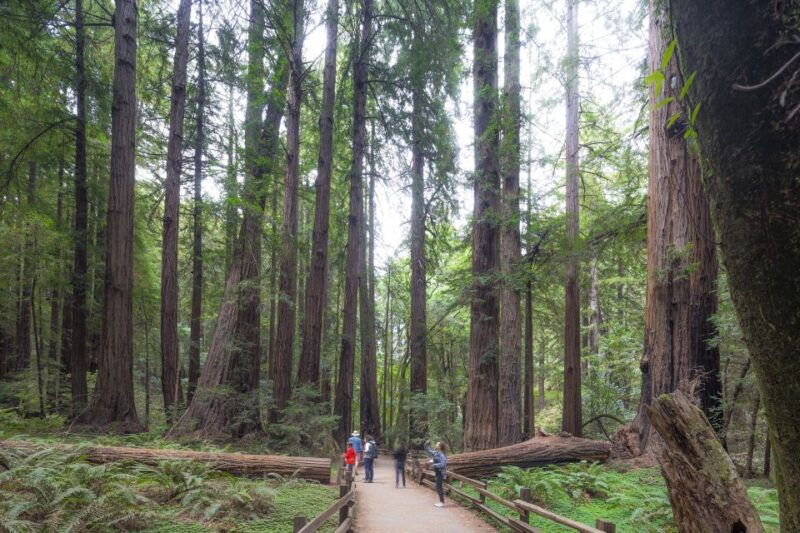 from-san-francisco-muir-woods-sausalito-and-alcatraz-tour