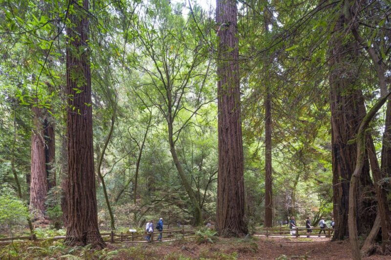 from-san-francisco-muir-woods-sausalito-and-alcatraz-tour