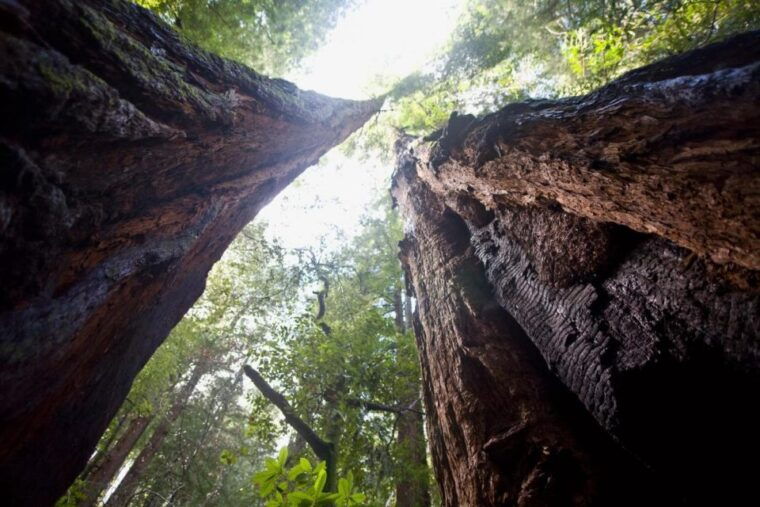 from-san-francisco-muir-woods-sausalito-and-alcatraz-tour