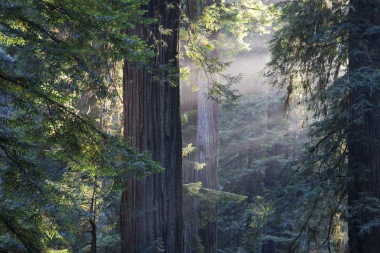 from-san-francisco-muir-woods-sausalito-and-alcatraz-tour