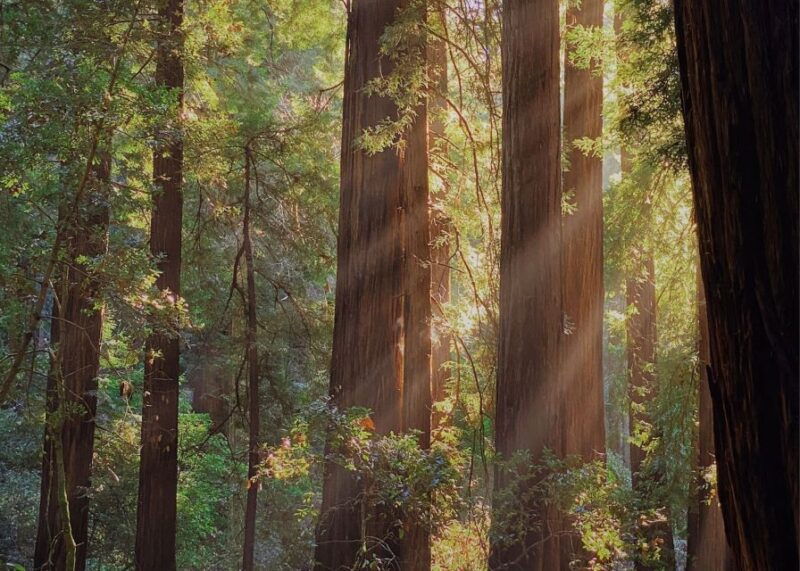 from-san-francisco-muir-woods-wine-tour-with-napa-sonoma