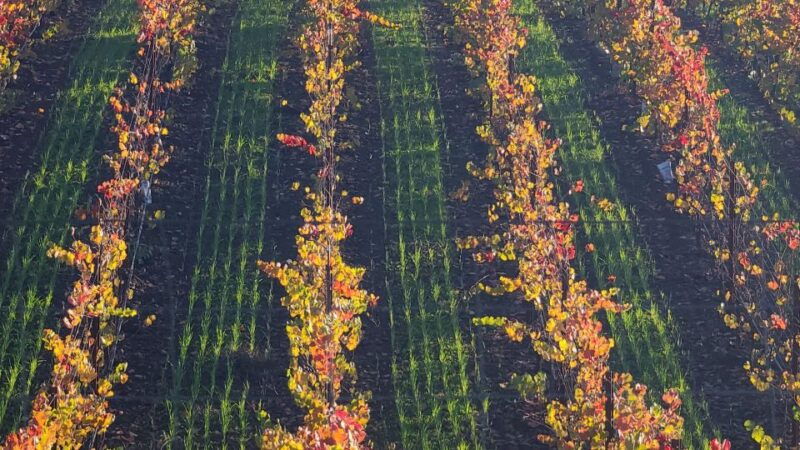 from-san-francisco-napa-and-sonoma-private-wine-tour