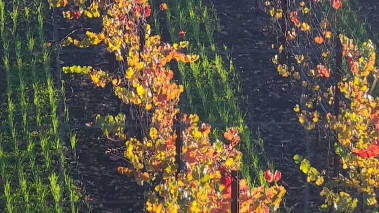 from-san-francisco-napa-and-sonoma-private-wine-tour