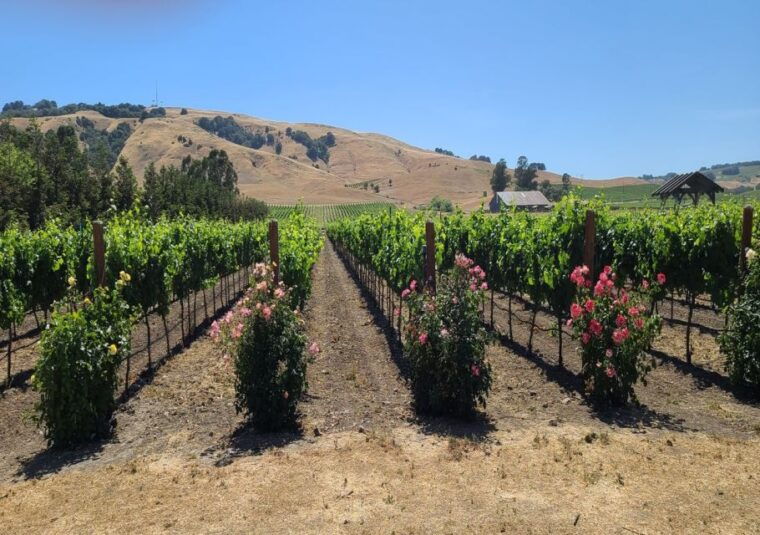 from-san-francisco-napa-and-sonoma-private-wine-tour
