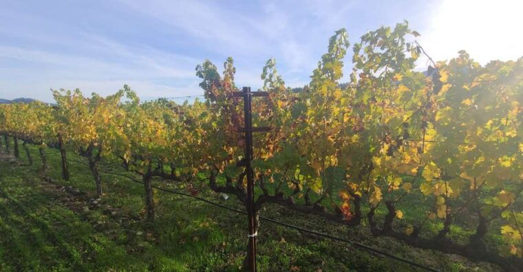 from-san-francisco-napa-and-sonoma-private-wine-tour