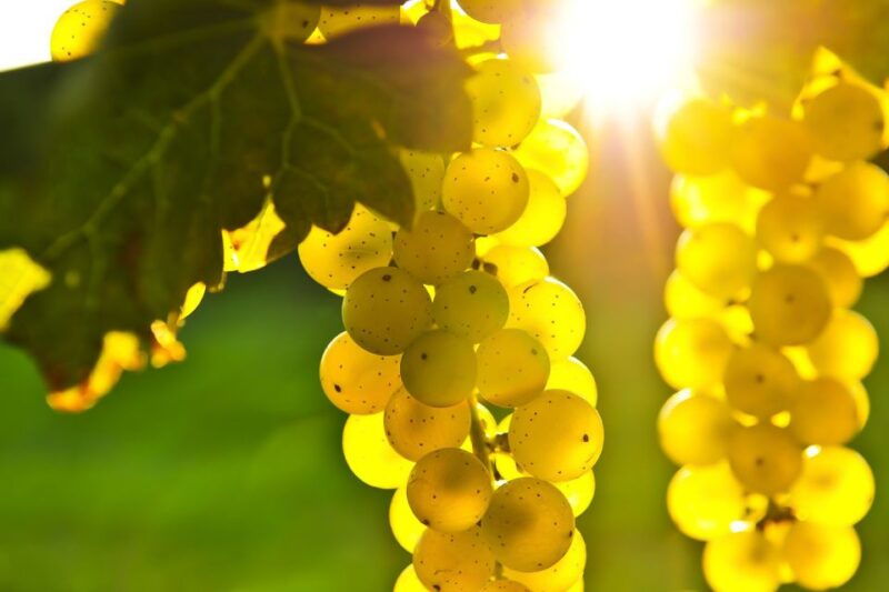 from-san-francisco-napa-sonoma-valley-full-day-wine-tour-2