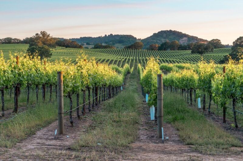from-san-francisco-napa-sonoma-valley-full-day-wine-tour-2
