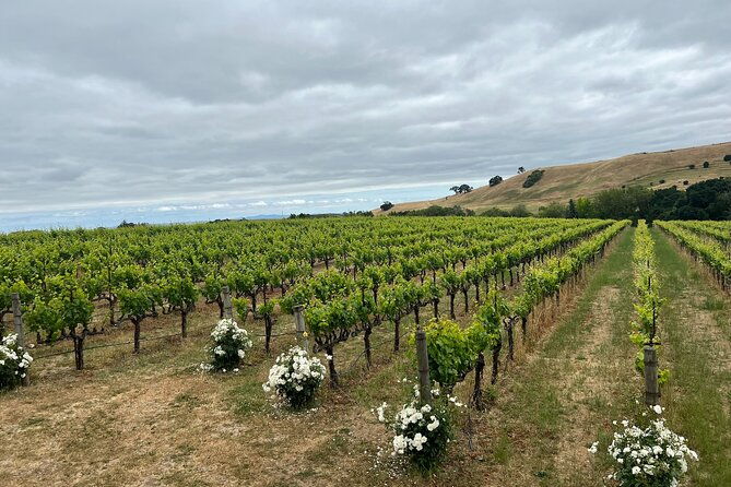 from-san-francisco-napa-sonoma-valley-wine-tour-with-tastings