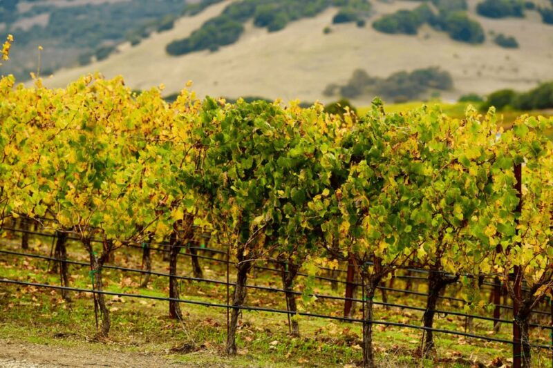 from-san-francisco-napa-sonoma-wine-country-private-tour