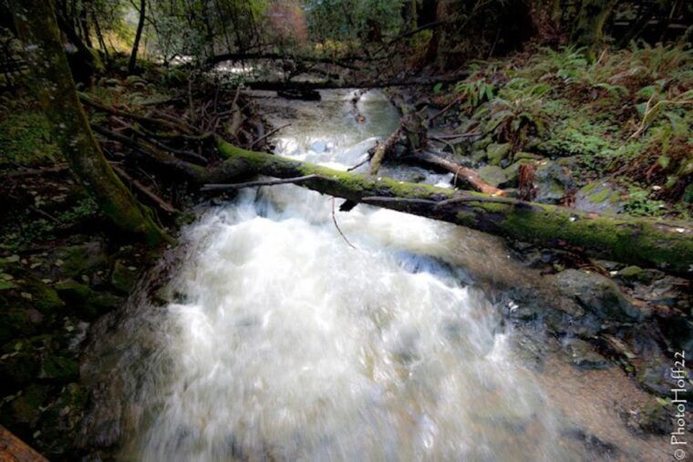 from-san-francisco-private-muir-woods-and-napa-wine-tour