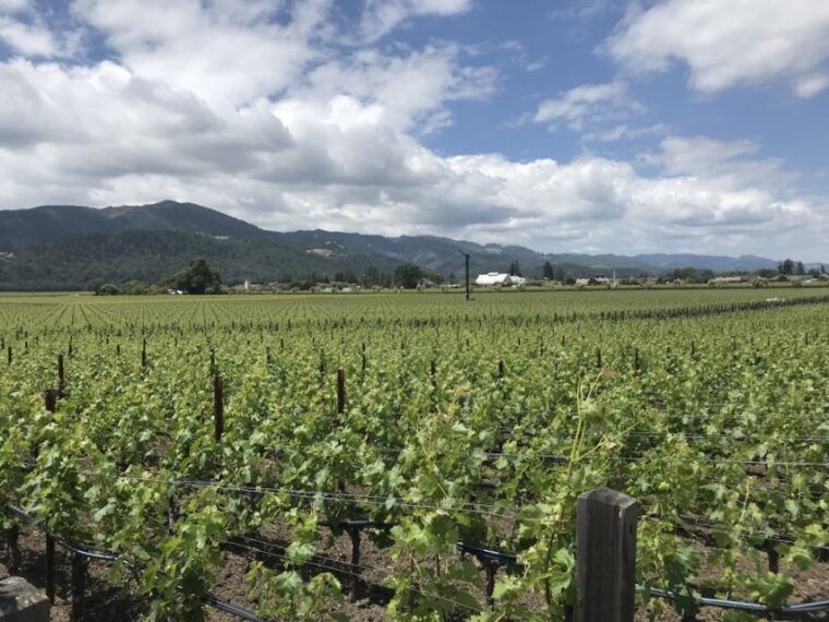 from-san-francisco-private-muir-woods-and-napa-wine-tour