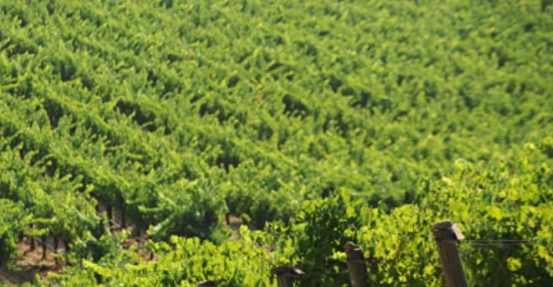 from-san-francisco-santa-rosa-wine-tasting-tour