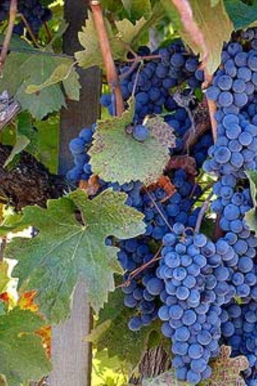 from-san-francisco-santa-rosa-wine-tasting-tour