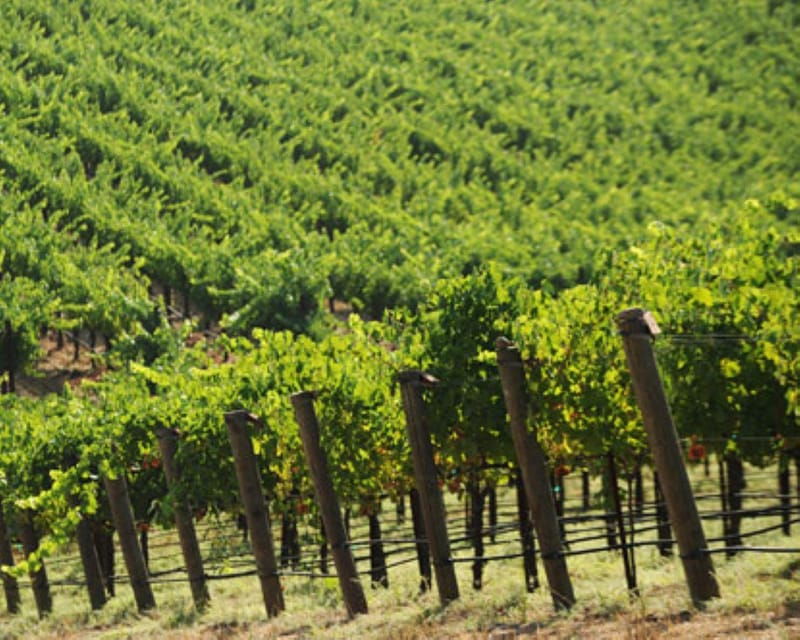 from-san-francisco-sonoma-private-wine-tour-with-tastings