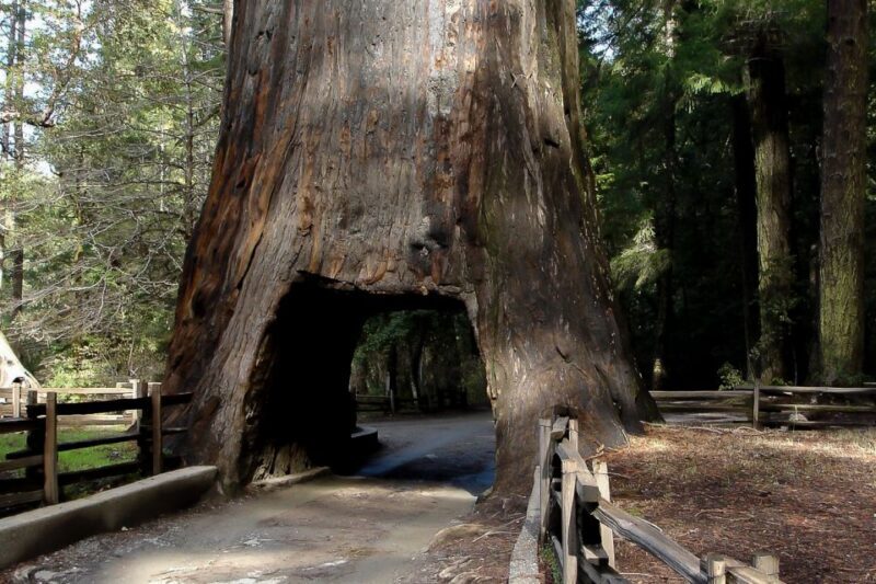 From San Francisco: Yosemite Private Full-Day Trip - Key Points