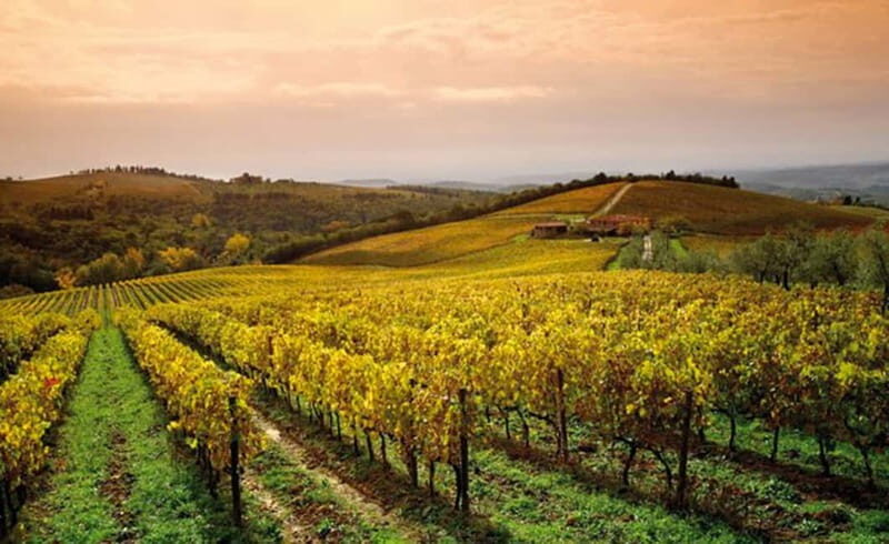 From San Gimignano: Brunello Wine Tour - A Guided Journey into Brunello’s Heart