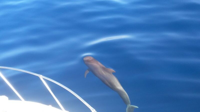 from-san-juan-beach-marine-life-cruise