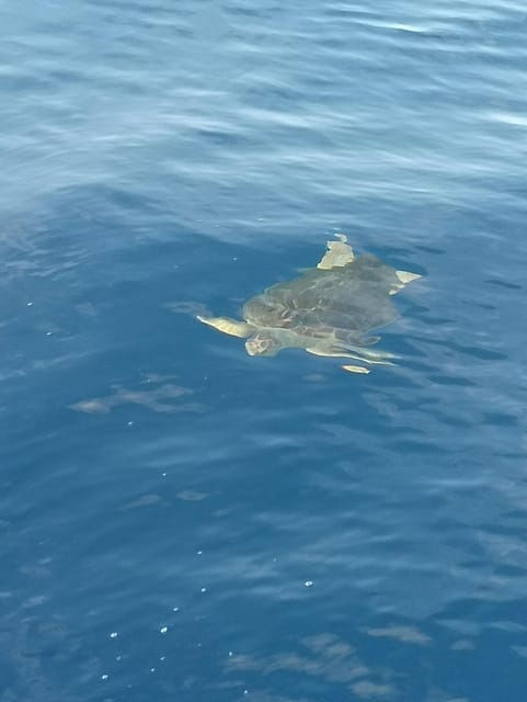 from-san-juan-beach-marine-life-cruise
