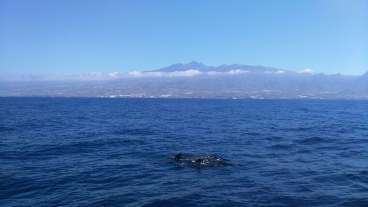 from-san-juan-beach-marine-life-cruise