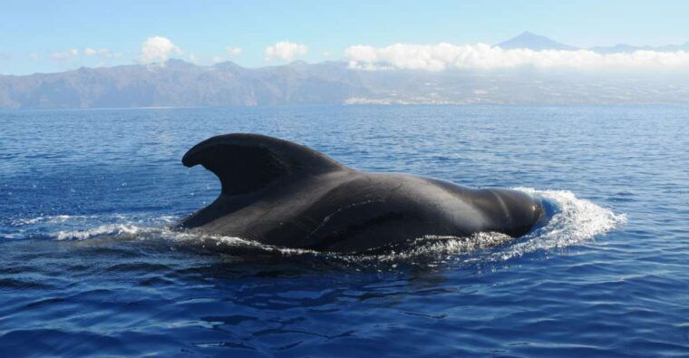 from-san-juan-beach-marine-life-cruise