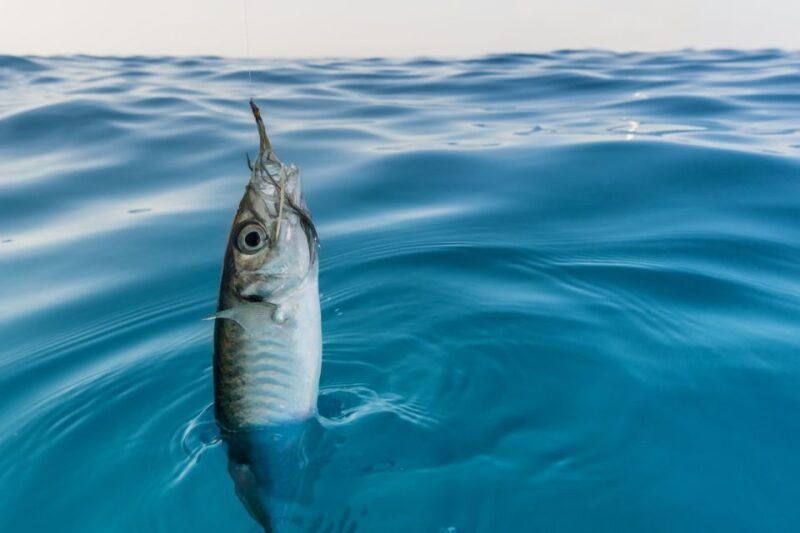 from-san-leone-private-bluefin-tuna-fishing-experience