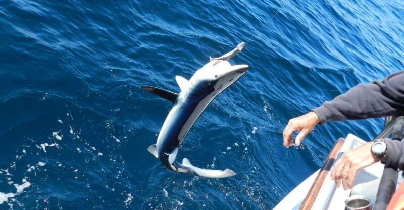 from-san-leone-private-bluefin-tuna-fishing-experience