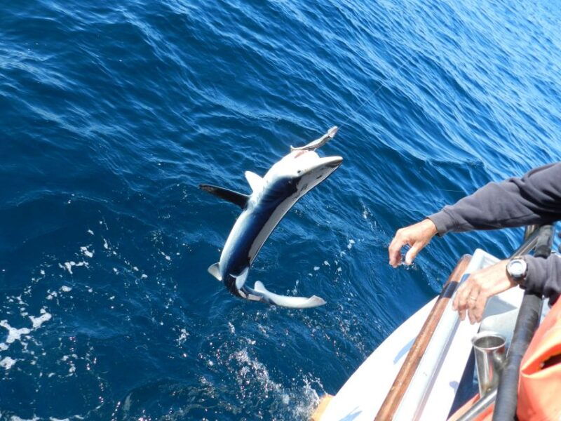 from-san-leone-private-bluefin-tuna-fishing-experience