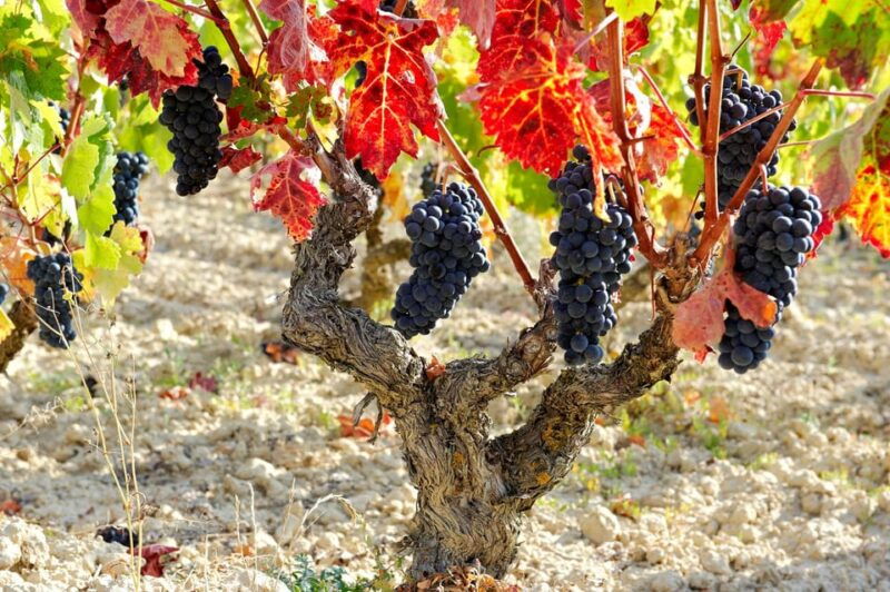 from-san-sebastian-bilbao-vitoria-rioja-wine-tour-w-lunch