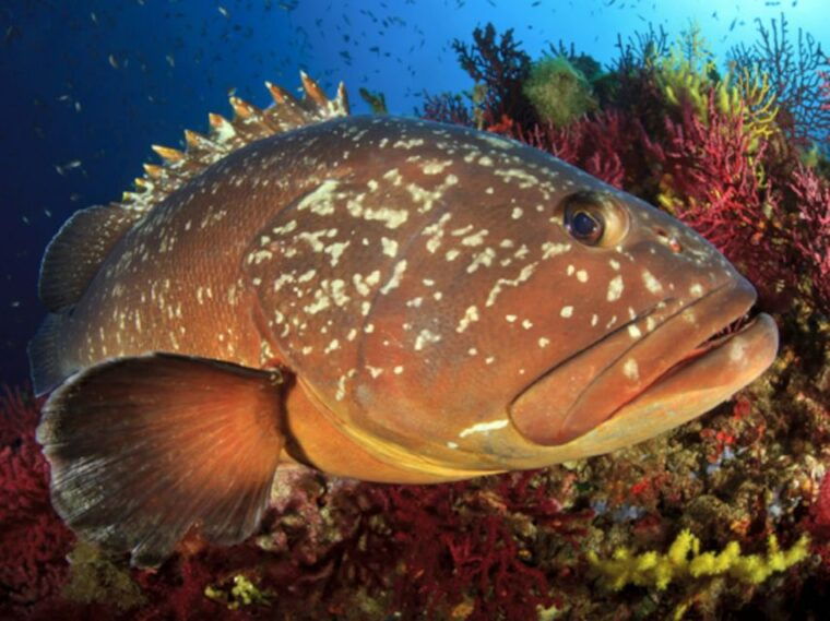 from-san-teodoro-diving-for-experts-in-tavolara-and-molara