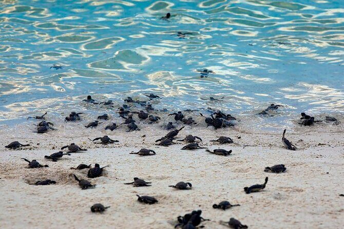 From Sandakan: 2D1N Turtle Island & Sepilok Wildlife Experience - Key Points