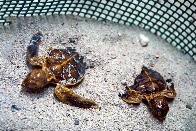 From Sandakan 2D1N Turtle Island Tour - Final Thoughts