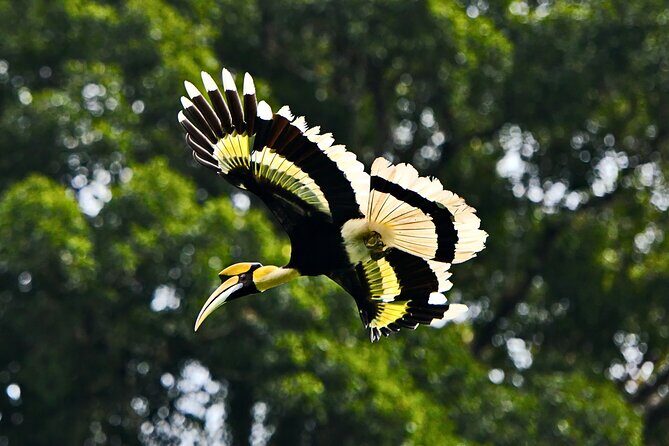 From Sandakan to Kinabatangan River Safari Boat Cruise Day Tour - Introduction: What makes this tour stand out?