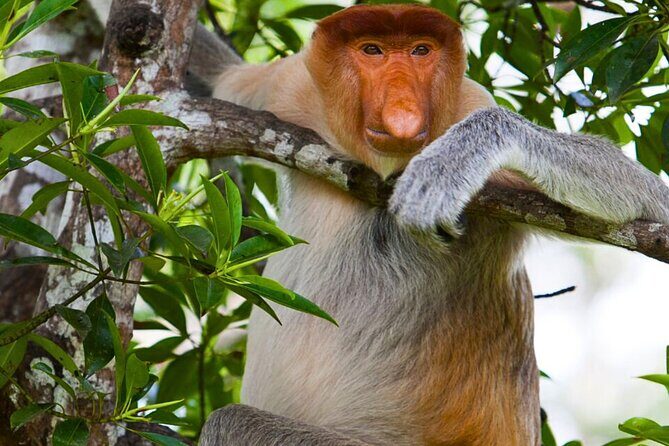 From Sandakan to Kinabatangan River Safari Boat Cruise Day Tour - What’s Included and What’s Not?