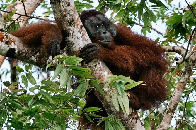 From Sandakan to Kinabatangan River Safari Boat Cruise Day Tour - Analyzing the Experience Value