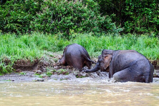 From Sandakan to Kinabatangan River Safari Boat Cruise Day Tour - Who Should Consider This Tour?