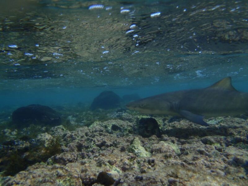 From Santa Maria: Guided Lemon Shark Watching - What Makes This Tour Stand Out