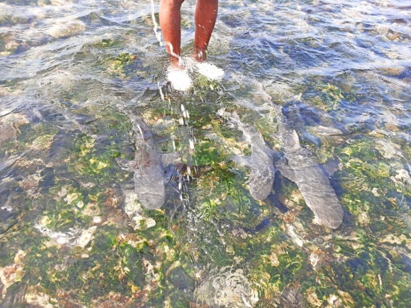 From Santa Maria: Natural Pools & Shark Bay Private Day Trip - An In-Depth Look at the Sal Natural Wonders Tour