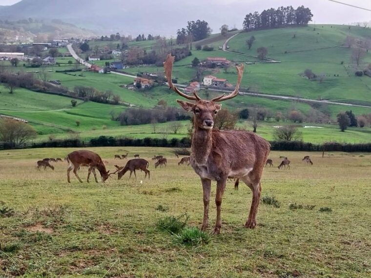 from-santander-cabarceno-natural-park-half-day-trip