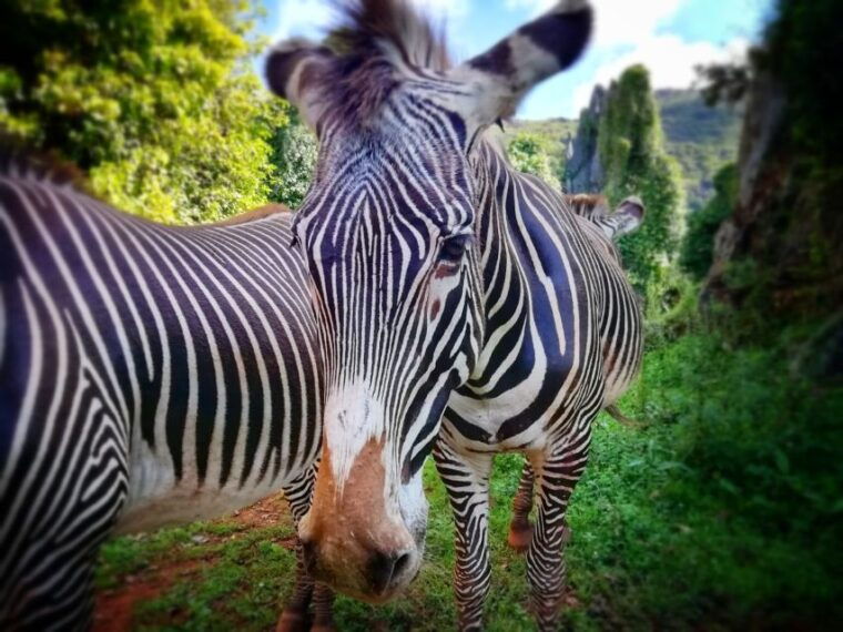 from-santander-cabarceno-natural-park-half-day-trip