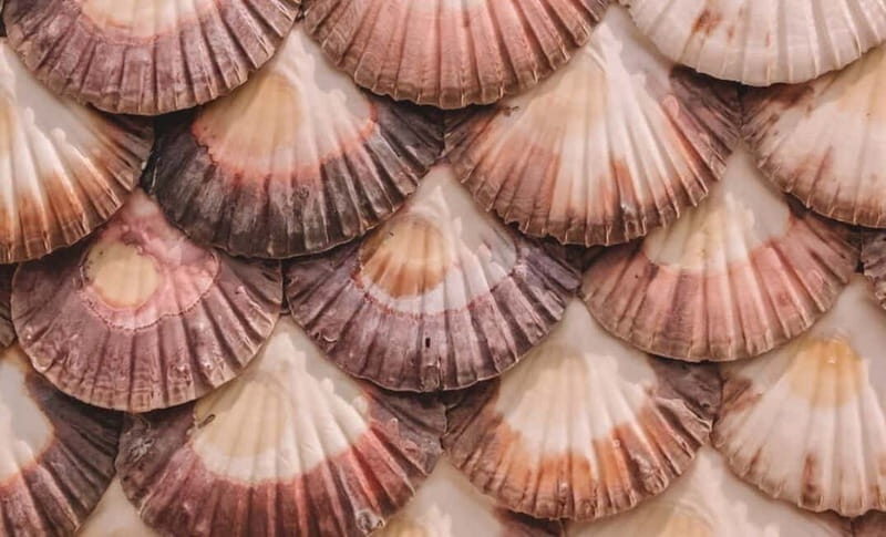 From Santiago: Rías Baixas Tour with Boat & Albariño Wine - An In-Depth Look at What to Expect