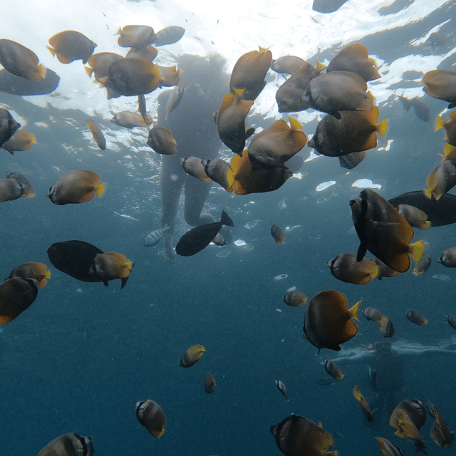 from-sanur-snorkeling-and-land-excursion-at-nusa-penida
