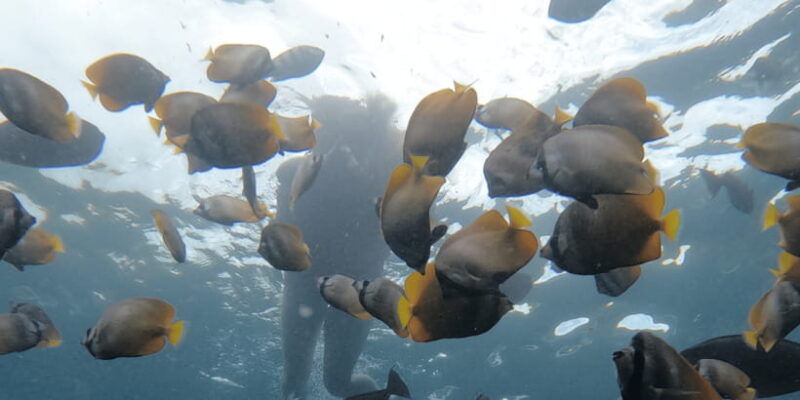 from-sanur-snorkeling-and-land-excursion-at-nusa-penida