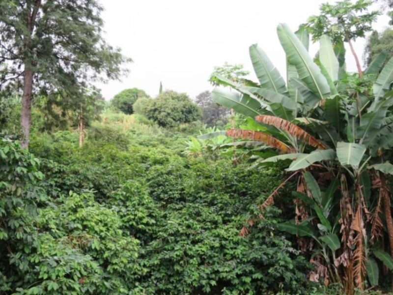 From São Filipe: Crater, Tastings & Historic Villages Tour - Who Will Love This Tour?